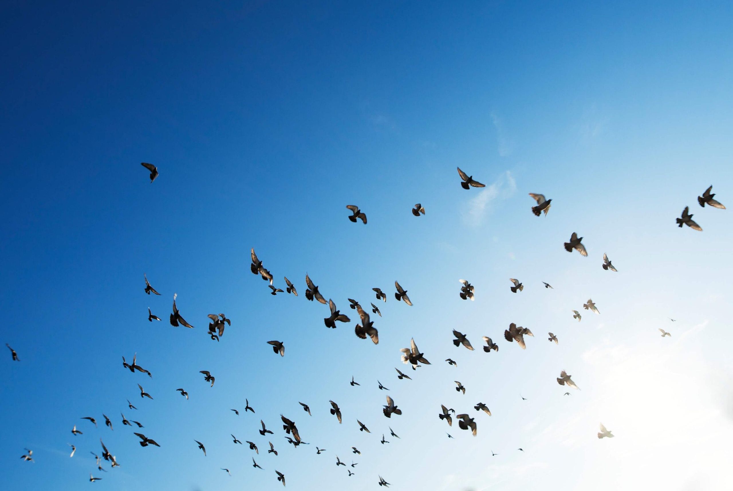 bird flew