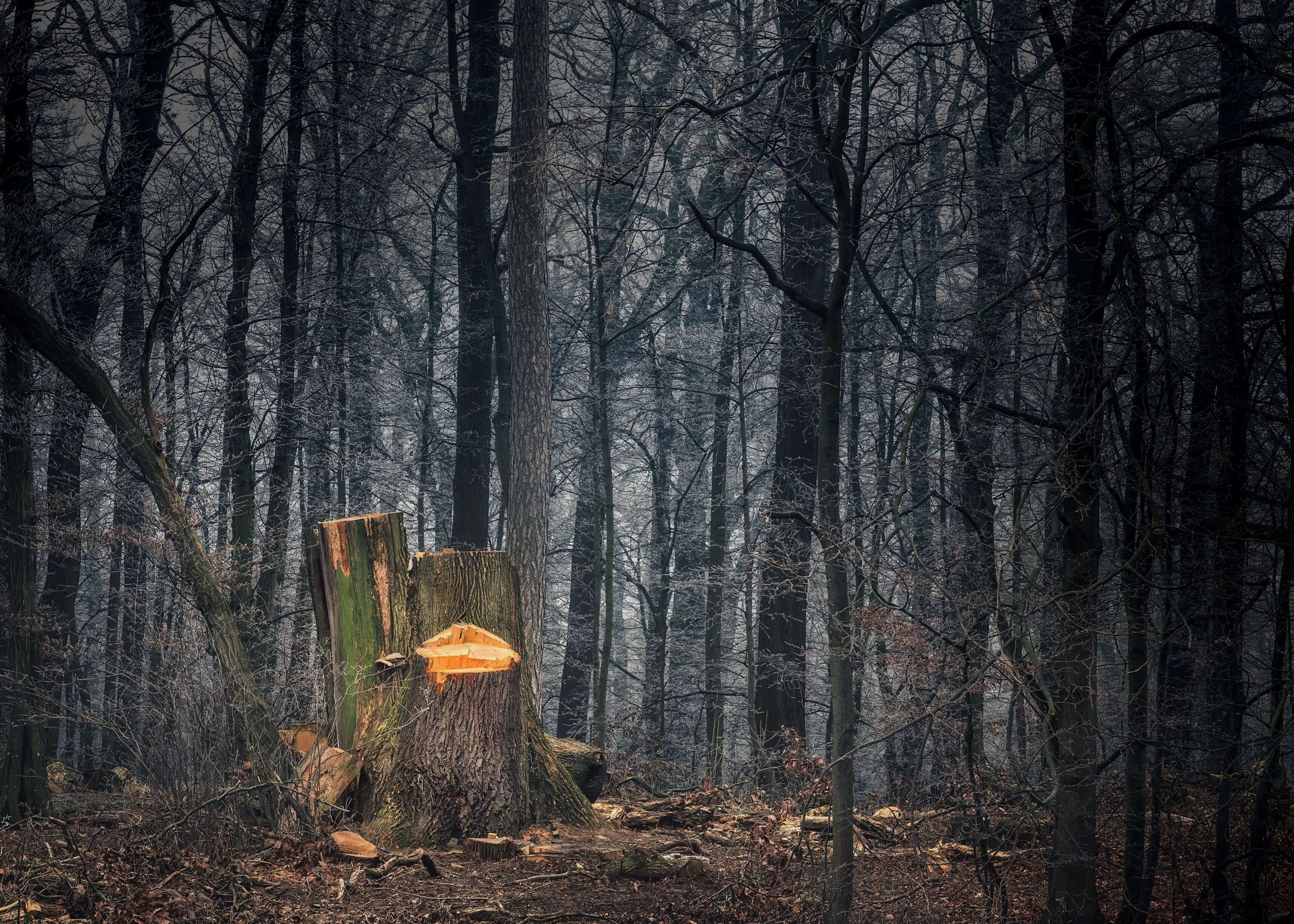 cut tree
